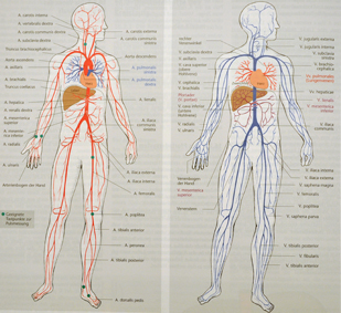 Circulation sanguine